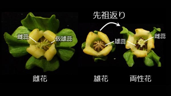 柿の両性花を生み出す新規遺伝子「DkRAD」を発見　岡山大学