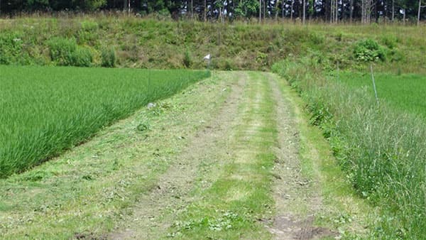 写真2：農道の雑草管理状況。農道右側に群生するイタリアンライグラスは、アカスジカスミカメの重要な発生源となるため、地域的な雑草管理が重要（提供：岩手県病害虫防除所）