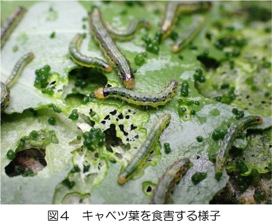 【特殊報】アブラナ科野菜にケブカニセノメイガ県内で初めて確認　島根県