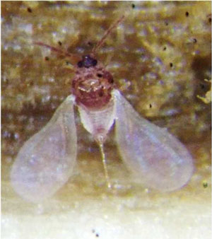 ランクロホシカイガラムシの雄成虫（写真提供：沖縄県病害虫防除技術センター）