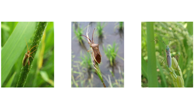 【注意報】周辺草地と本田で斑点米カメムシ類が多発　適期防除を　宮城県