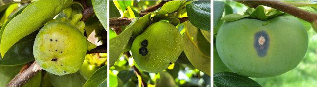 写真2：カキ炭疽病の果実の病斑（提供：和歌山県農作物病害虫防除所）