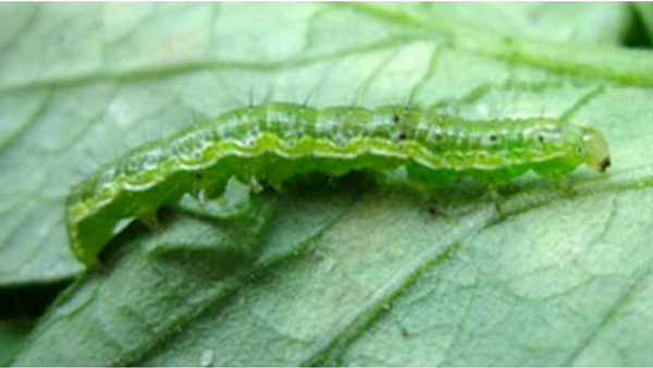 写真1：オオタバコガ幼虫（提供：群馬県農業技術センター）