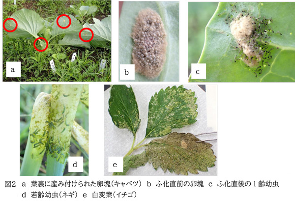 図2：（a）葉裏に産み付けられた卵塊（キャベツ）、（b）ふ化直前の卵塊、（c）ふ化直後の1齢幼虫、（d）若齢幼虫（ネギ）e白変葉（イチゴ）（提供：三重県病害虫防除所）