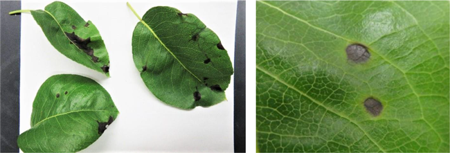 図1：葉でみられた黒色斑点、図2：黒色斑点周囲の黄緑色のハロー（提供：新潟県農業総合研究所園芸研究センター）