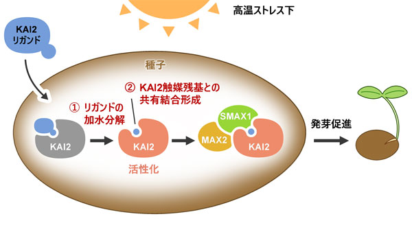 高温ストレス下で植物の発芽を調節　タンパク質の活性化機構を解明　明治大.jpg