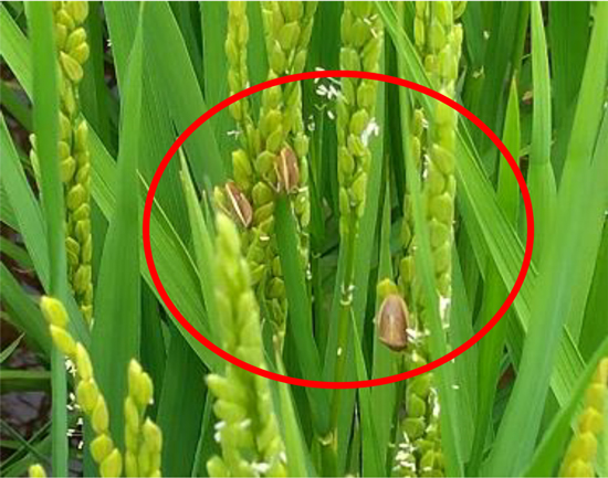 写真1：水田に飛来し穂を吸汁するイネカメムシ（提供：岐阜県病害虫防除所）