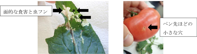 図2：トマトキバガによる被害（提供：三重県病害虫防除所）