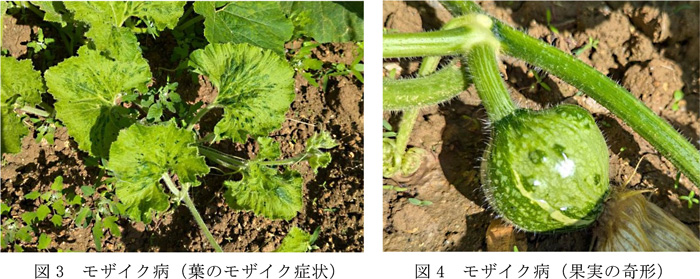 図3：モザイク病（葉のモザイク症状）と図4：モザイク病（果実の奇形）（提供：沖縄県病害虫防除技術センター）