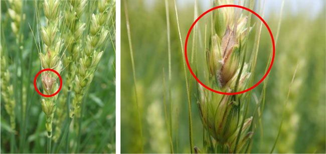【注意報】小麦、六条大麦、二条大麦に赤かび病　県内全域で多発のおそれ　栃木県