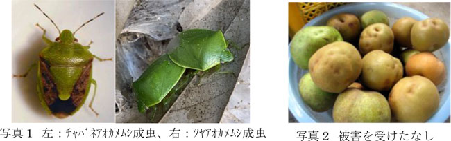 写真1：チャバネアオカメムシ成虫（左）、ツヤアオカメムシ成虫（写真提供：埼玉県病害虫防除所）・写真2：被害を受けたなし（写真提供：埼玉県病害虫防除所）