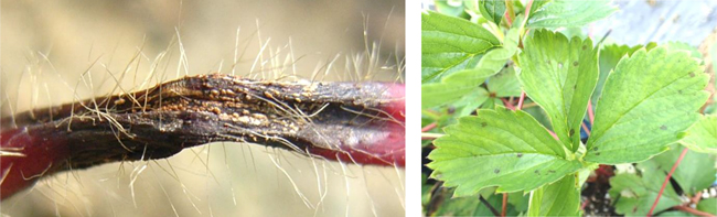 図３：病斑上にできた鮭肉色の分生子層・図４：葉の病斑（写真提供：愛知県農業総合試験場）