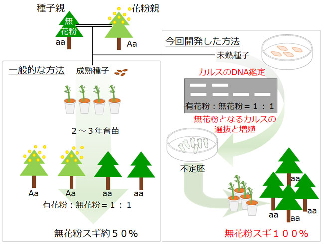 無花粉スギ実生苗生産の一般的な方法（左）と今回開発した方法