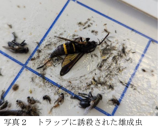 写真2：トラップに誘殺された雄成虫（提供：和歌山県農作物病害虫防除所）