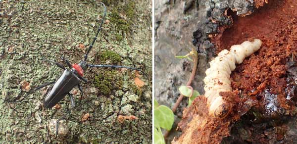 外来害虫クビアカツヤカミキリ　侵入地域間で遺伝的に異なると判明　森林総合研究所