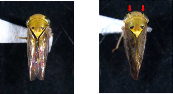 図3：リュウガンズキンヨコバイ雄成虫と図4：リュウガンズキンヨコバイ雌成虫※↓は頭頂前縁の黒斑を示す（提供：沖縄県病害虫防除技術センター）