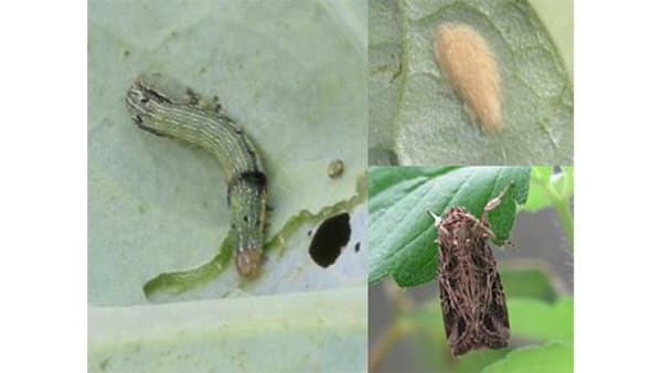 【注意報】ダイズ、アブラナ科野菜にハスモンヨトウ　県内全域で多発のおそれ　島根県