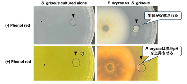 Pyricularia oryzaeは接触を介さずにStreptomyces griseusの生育を促進させる。単独培養時にはS. griseusはこの条件では増殖しないが（左）、P. oryzaeと共培養を行うと生育が促進された（右）