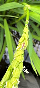 出穂開花した水稲にとまったアカスジカスミカメ（写真提供：岩手県病害虫防除所）