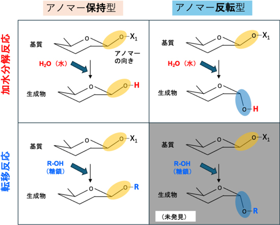 図2：一般的な糖質加水分解酵素群の反応の分類の模式図（構造、反応の一部は簡略化）