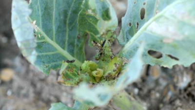 【注意報】アブラナ科野菜、花き類にハイマダラノメイガ　県内全域で多発のおそれ　滋賀県