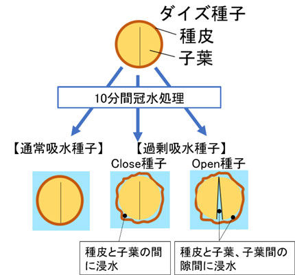 図1：10分間冠水処理をした後のダイズ種子の様子