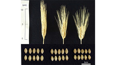 六条裸麦の新品種「ハルアカネ」を育成　農研機構
