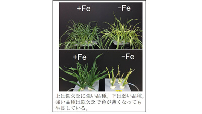 鉄が欠乏する不良土壌でも育つオオムギの変異を解明　東京農大