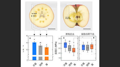蜜入りリンゴの新たな代謝メカニズム　1細胞分析から明らかに　愛媛大学など