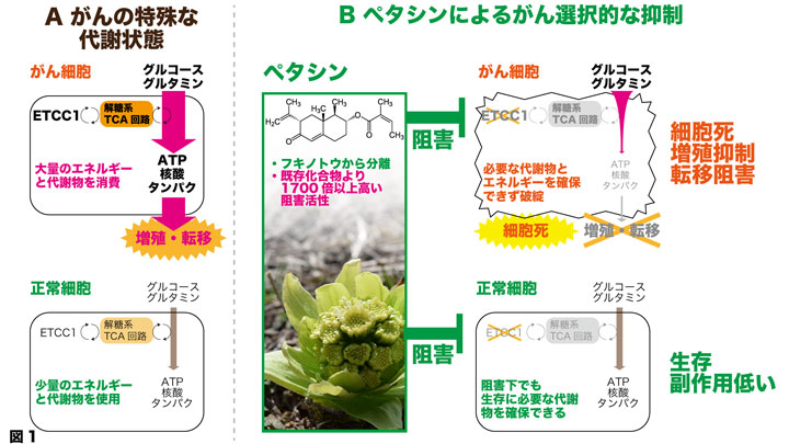 日本原産フキノトウからがんの増殖・転移を強く抑制する物質を発見　岐阜大学