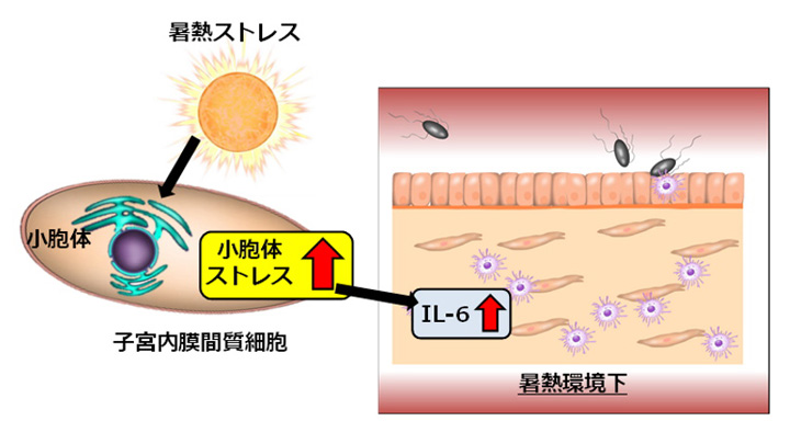 夏季における牛の受胎率低下　一因を解明　猛暑は牛にも大きな影響　岡山大学