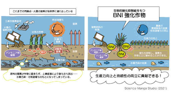 BNI強化コムギの温室効果ガス削減効果をLCAで評価　国際農研