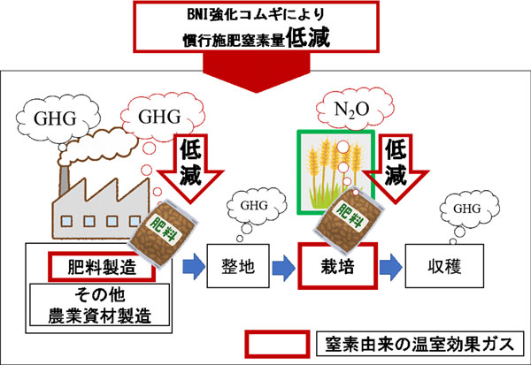 BNI強化コムギによる窒素肥料由来の温室効果ガス（GHG）削減