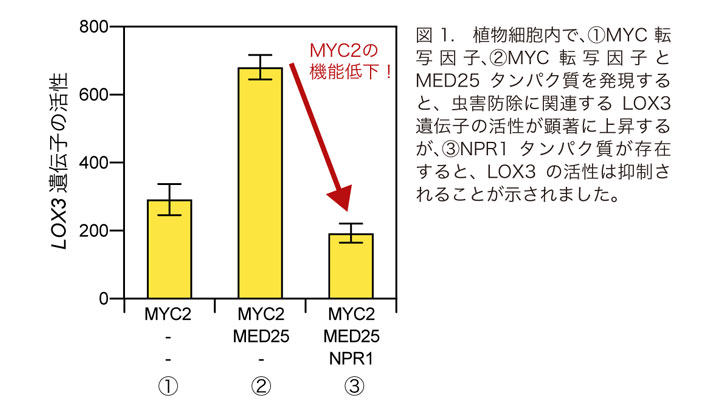 疾病と虫害の防除に期待　植物の免疫系が自身の虫害抵抗性を抑制する仕組みを解明