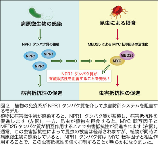 疾病と虫害の防除に期待　植物の免疫系が自身の虫害抵抗性を抑制する仕組みを解明