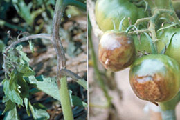 【現場で役立つ農薬の基礎知識 2014】［12］秋冬期に発生する施設栽培トマトの病害虫防除