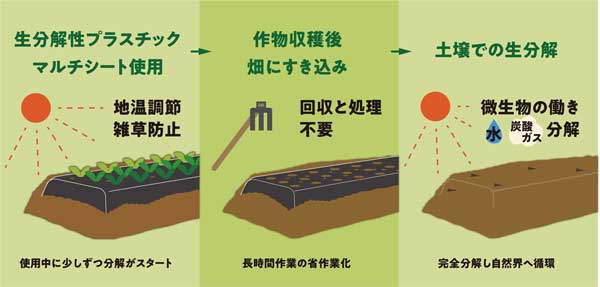 生分解マルチシートの経過