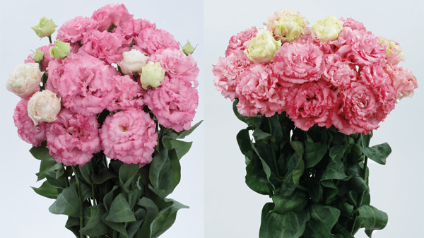 濃ピンク系の新品種「ボヤージュ（2型）ホットピンク」（左）と「同（2型）チェリーピンク」