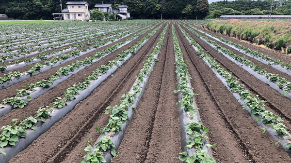 ネイチャーマスター®』を利用した様子