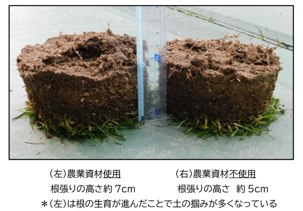 豊田スタジアムフィールド外周での芝生育の比較試験結果（2月撮影）