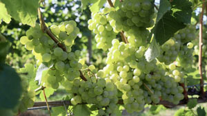 ワイン用ブドウ収穫機の市場シェア　2021年に9億米ドル達成