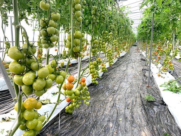 AI施肥制御で栽培されているトマト