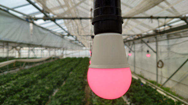 光の力で病害虫や育苗にアプローチ「農業用照明」3商品を新発売　ホタルクス
