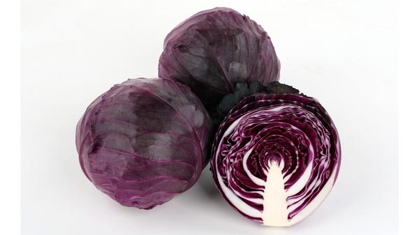 発色よい紫キャベツ新品種「レッドブライト」種子を発売　サカタのタネ