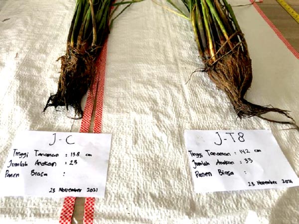 ジャポニカ米による比較。分げつ数が慣行栽培23に対して「東京8」利用は33。田植えから3か月（インドネシア）