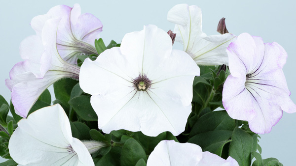 「よく咲くペチュニア バカラiQ」新色のシルバーホワイト
