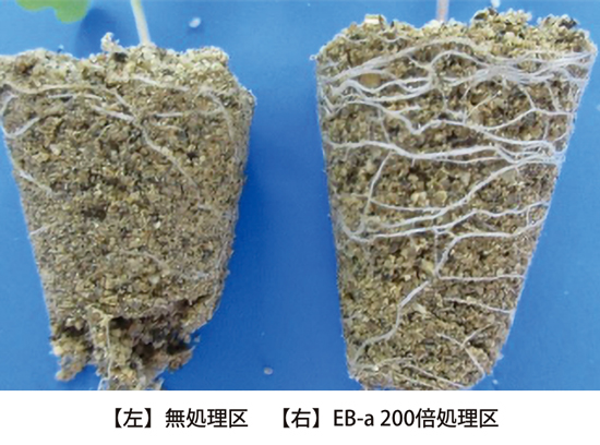 初期生育時に「隙間6割」の土に根を張らせる。通水性が良いのに保水性も高い状態の土（右）と、土が締まって通水性が悪く保水性も低い土