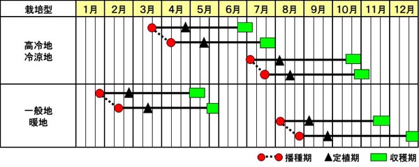カリフラワー「オーナメントパープル」作型図
