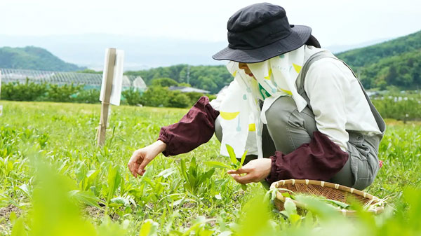 夏の農作業を涼しく乗り切る　新感覚手ぬぐいタオルを先行予約販売　ニトリト