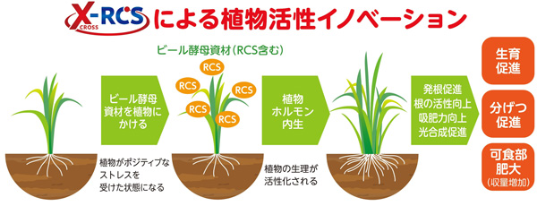 ビール酵母細胞壁由来　農業資材の「植物活性メカニズム」解明へ　アサヒバイオサイクル_01_2.jpg